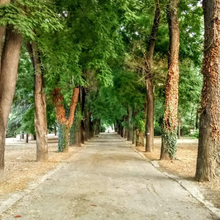 Aspvl park alea